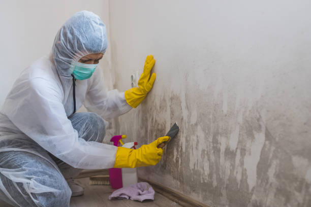 Best Emergency Mold Remediation  in Mill Bay, AK