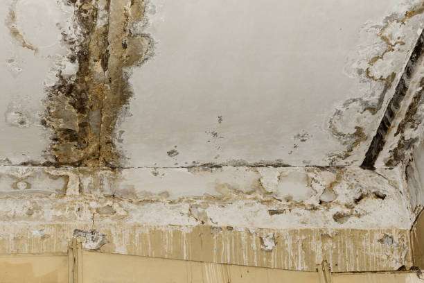 Best Environmental Consulting for Mold Prevention  in Mill Bay, AK