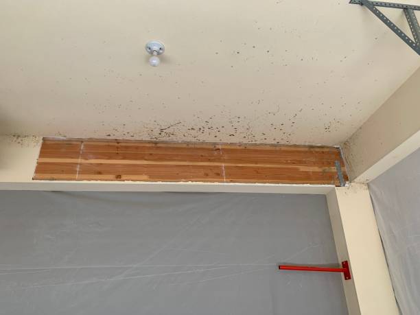 Best Basement Mold Removal  in Mill Bay, AK