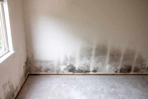 Mold Odor Removal Services