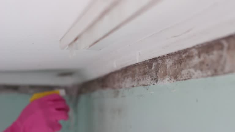 Best Basement Mold Removal  in Mill Bay, AK